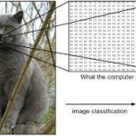 50 Examples of How to Label Images for Image Classification